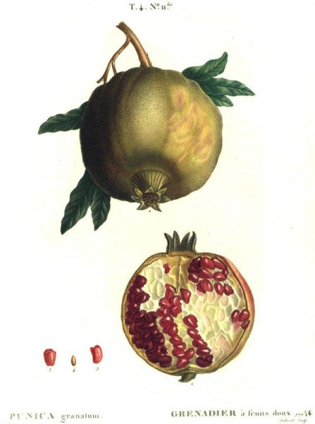 Pomegranate Pierre Joseph Redoute 447x600 - Ceres in Astrology and Depression
