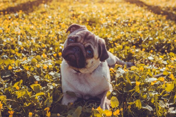 bigstock Pug Dog Walking In Spring Fore 237292060 600x400 - Dogstrology - The Astrology of Dogs