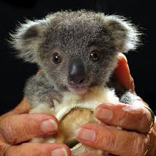 koala hospital dot org dot au - Greta, Astrology and Climate Predictions