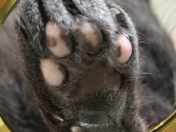 Lady Alfie Left Front Paw 600x450 - Animal Astrology - Psychic Paws
