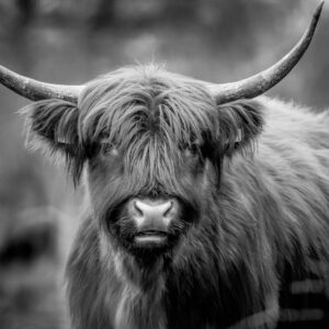 taurus adam liszewski KYPeF7tag5U unsplash 300x300 - Sun Signs