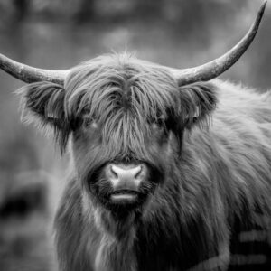 taurus adam liszewski KYPeF7tag5U unsplash 300x300 - Welcome