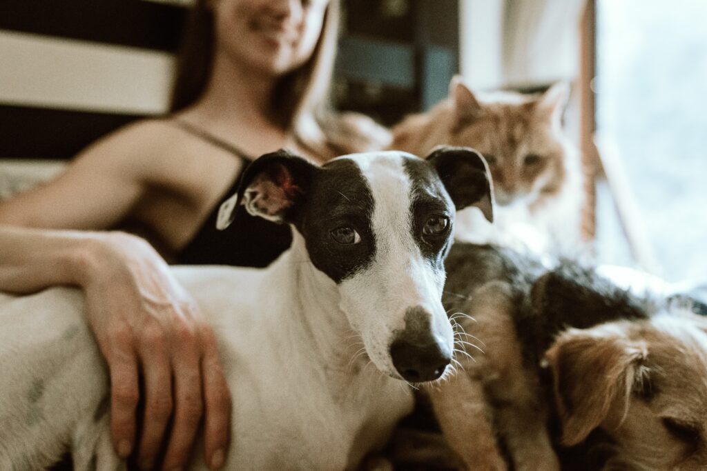 2 2021 small chewy gWzTum yMCg unsplash scaled - Animal Astrology, Pet Bonds and Healing