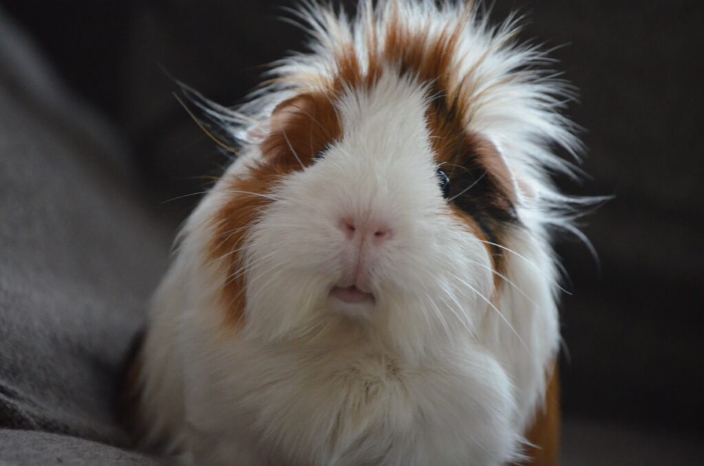 4 2021 small karlijn prot 3fjyk4CLfvA unsplash scaled - Animal Astrology, Pet Bonds and Healing