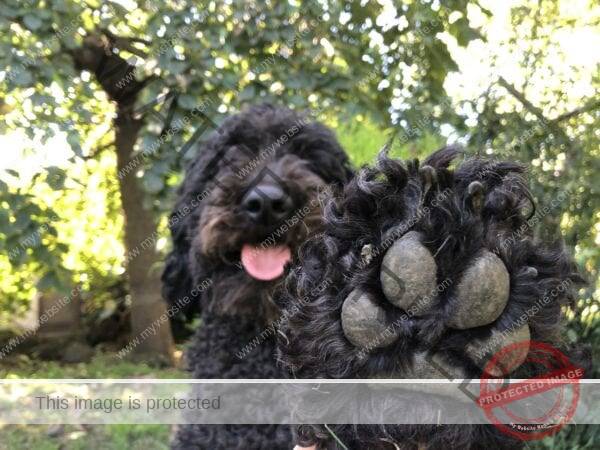Melanies dog Angus DOB 31st May 2017 600x450 - Conscious Cafe Psychic Paw Readings