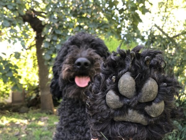 Melanies dog Angus DOB 31st May 2017 600x450 - Conscious Cafe Psychic Paw Readings