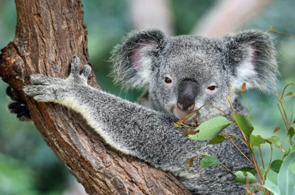 david clode CIMk0FSOrAE unsplash 600x398 - Is Australia Aquarian?