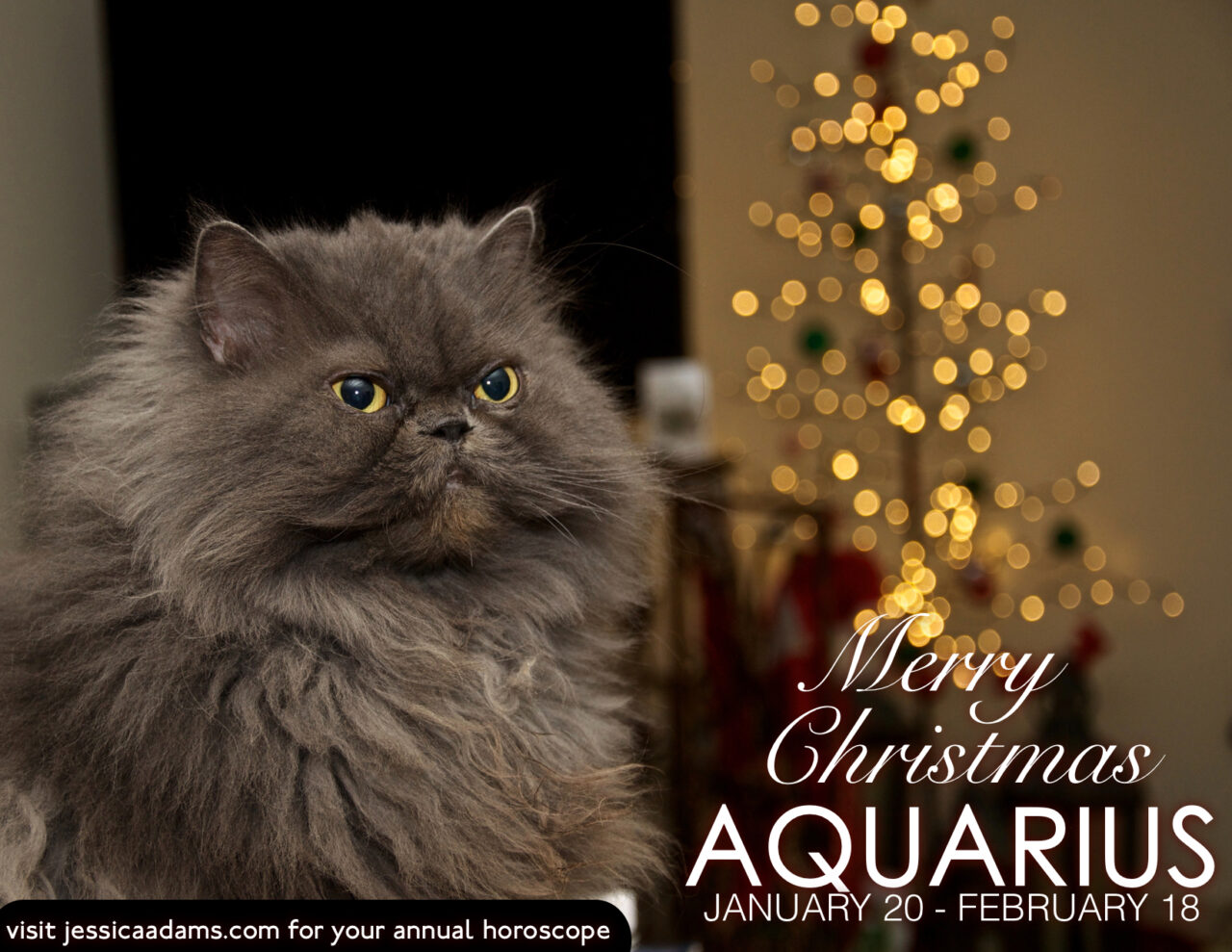 Aquarius Christmas Cat Animal Astrology Card scaled - E-Cards