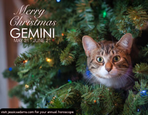 Gemini Christmas Cat Animal Astrology Card