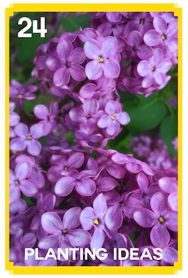 24_PLANTING IDEAS