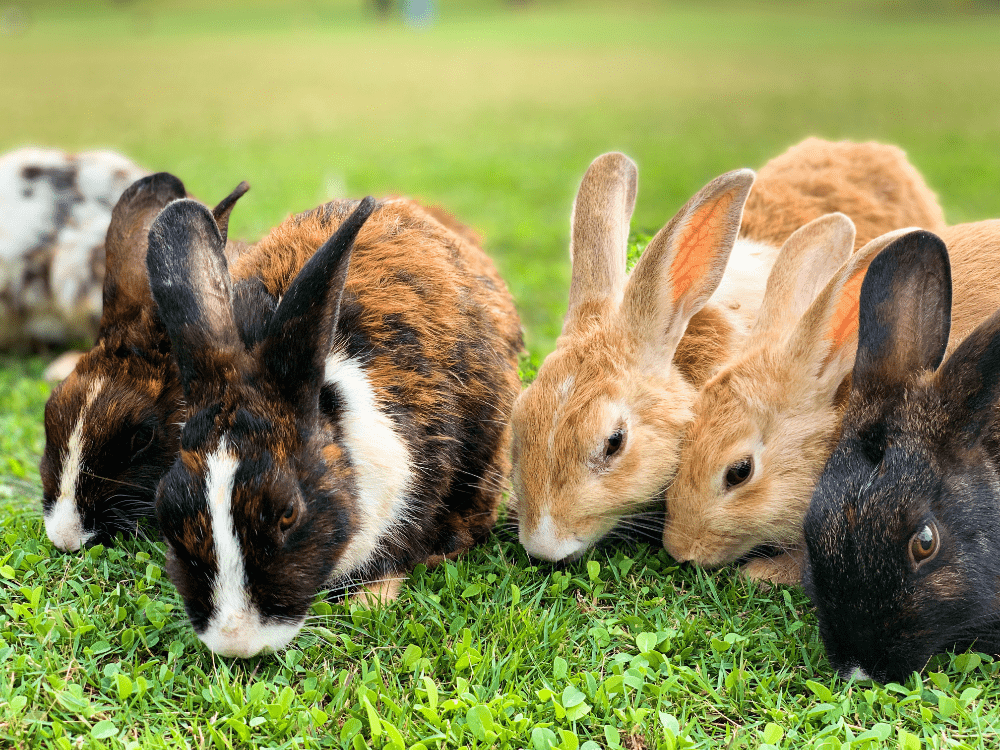 year of the rabbit unsplash - 2023 Year of the Rabbit