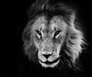 image from rawpixel id 422117 jpeg 300x252 - Leo Weather in Astrology 2017-2019