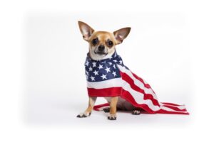 DOG USA FLAG RAWPIXEL 300x200 - Top Psychic Astrology Predictions of 2024