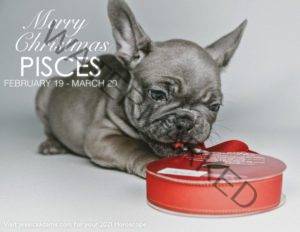 Pisces Christmas 2020 Dog Animal Astrology Cards