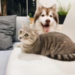 Cat and Dog