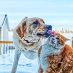 Dog and Cat yan-laurichesse-3qZnN_M45Ds-unsplash